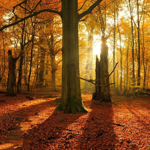 rotbuche heckenpflanzen, baumsamen balkongewächshäuser garten topfpflanzen draußen winterhart 120samen