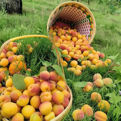 semillas de albaricoque - para jardín interior comprar un albaricoquero de jardín resistentes, perennes, 3pcs
