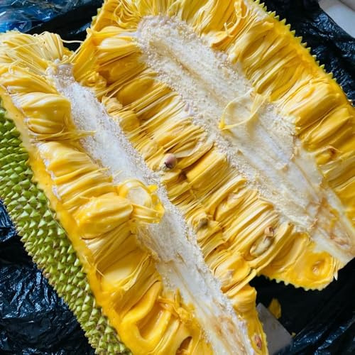 Semi di jackfruit - da frutto colonnari da frutto esotico colonnare resistenti frutteto vecchie varietà per gli amanti del giardino 15pcs