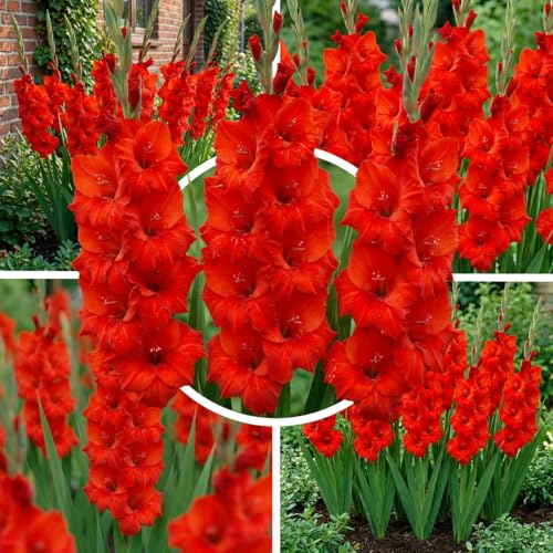 FLORIUM Gladiolen Rot, 10 Zwiebeln aus Holland, echte große Gladiolenpflanzen für Garten und Töpfe (keine Samen, nicht künstlich und winterhart)