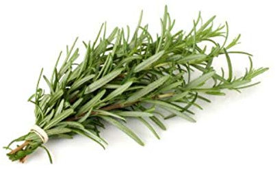 550 mg di romarin certifié biologique semi ~ 400 semi perenne santoreggia d'erboristeria