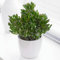 Planta de interior Crassula ovata - Planta de jade o planta del dinero - Suculentas naturales, regalo ideal de plantas de interior (Crassula Hobbit, altura 20-25 cm incluyendo maceta).