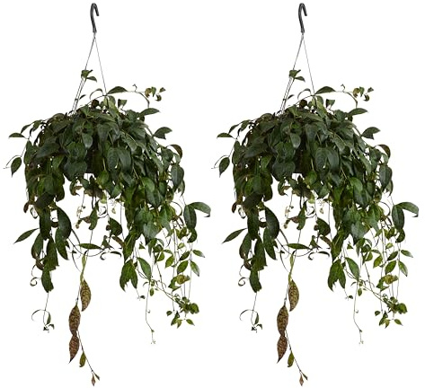 Bloomique - 2er Set - Aeschynanthus Marmoratus - Lippenstiftpflanze - Hängepflanze - Zimmerpflanzen - Haustierfreundlich - Luftreinigend - 30-40 cm hoch - Topf 17 cm