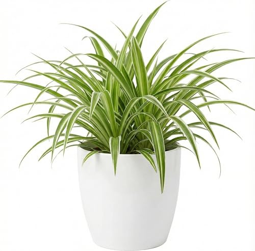 Falangio (Nastrino) in Vaso 20 cm | Pianta Verde Ornamentale | Ideale in Interno per Casa e Studi Professionali | Resistente e Facile da Curare | Purifica l'aria e Sempre Verde