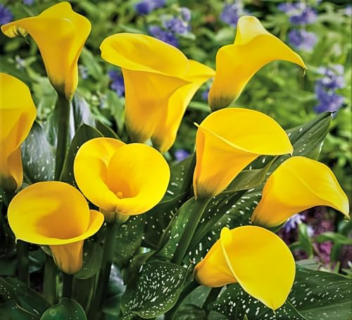 California Gold Yellow Flowering Calla Lily Bulb, Plant, Root Start