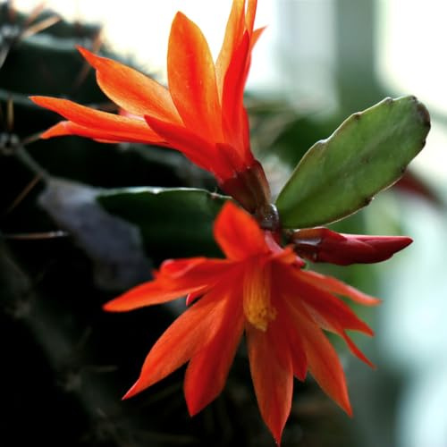 Cactus di Natale rampicanti giardino roccioso Decorazioni 400semi