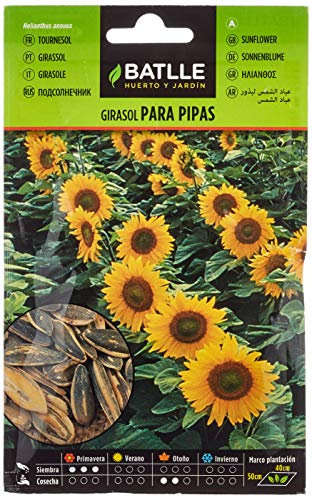 Battle - Semi Aromatici Girasole per Semi (Semi - 30Cm)