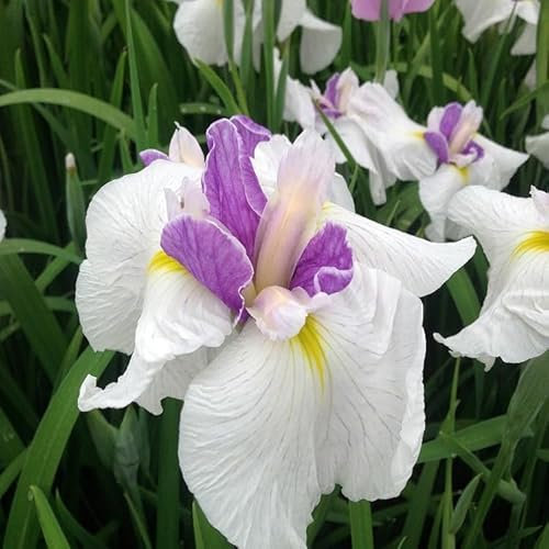 6 x Schwertlilie - Iris Ensata: Bunte Blüten am besten in feuchtem Boden.