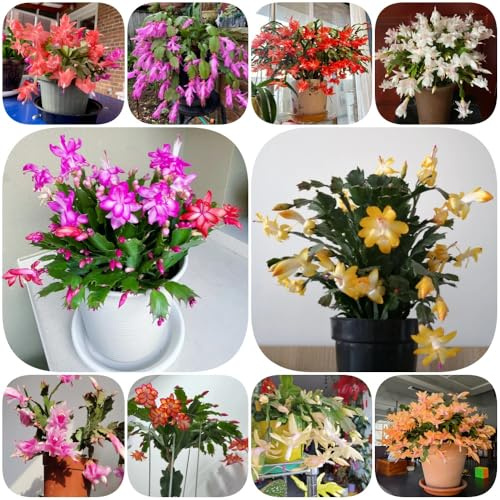 semillas de cactus de Navidad - jardín decoración ornamentales mariposas otoño resistentes orgánicos jardineros invernaderos balcón 250pcs