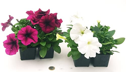 POWERS TO FLOWERS - CALIBRACHOA, PETUNIA, POTUNIA, SURFINIA VIOLA e BIANCA, 8 PIANTE, piante vere