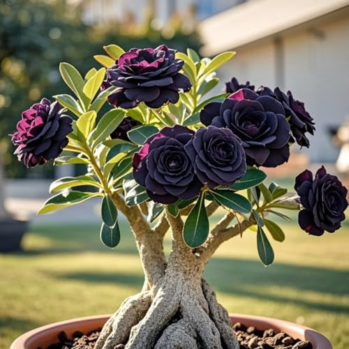 Petite a forma di foglia, rizomi di rosa del deserto, un vero e proprio colpo d'occhio, rizomi Desert Rose, perfetta idea regalo, multicolore ad alta resa