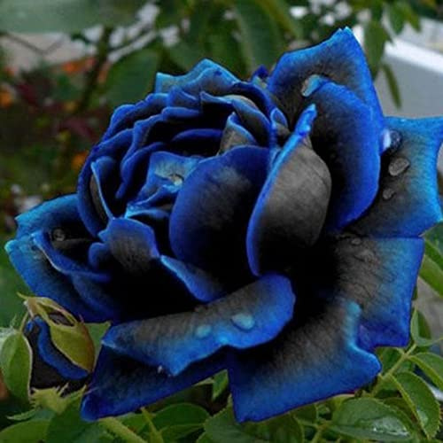 Haloppe 50 Unids Azul-Negro Rosa Flores Semillas de Plantas para la Plantación de Jardín en Casa, Azul-Negro Rosa Semillas de Flores Jardín de Casa Perenne Bonsai Planta Decoración Semillas de ro