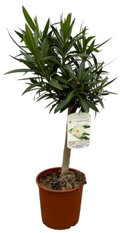 Trendyplants - Nerium Oleander auf Stiel mit weißer Blüte - Höhe 80-100 cm - Gartenpflanze - Topfgröße Ø22cm