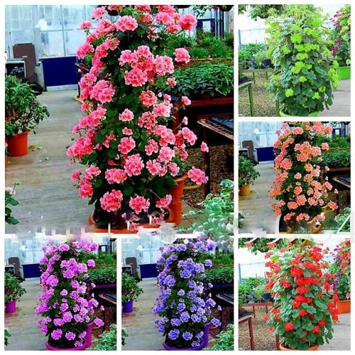 100Pcs Mixed Climbing Geranium Flower Seeds