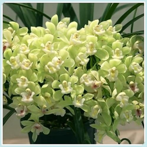 Bulbos de Orquídea Cymbidium -Porte Grácil y Armónico-Elegantes y Duraderas- Ideal para Interior y Exterior-5 Bulbos-E