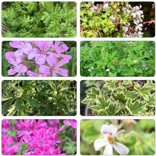 geranio limone tetti decorazioni giardino per esterni verdi, interni perenni resistenti selvatici Geranio semi di limone 200pcs