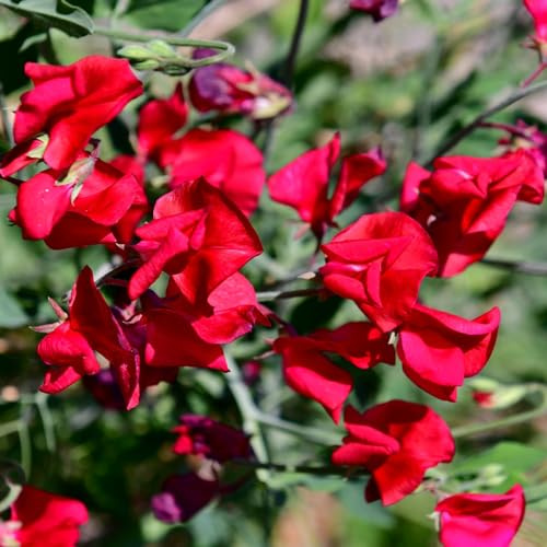 wicken blumensamen mehrjährig winterhart gartendeko für draußen rankpflanze blumensaat winterharte stauden wildblumensamen gewächshaus balkon schnittblumen hängepflanzen winterhart 550samen