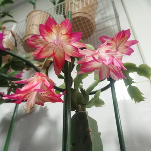 cactus di Natale decorazioni da giardino per esterni, da balcone in vaso ufficio esotica stanza con d'ombra insoliti rampicanti biologiche, interno 250semi
