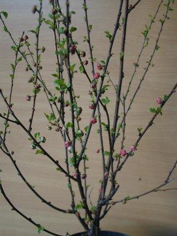 Mandelbäumchen Busch Prunus triloba 60 cm hoch im 3 Liter Pflanzcontainer