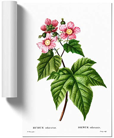 Blooming Raspberry Bush by Pierre-Joseph Redoute Design | Unframed Wall Art Print | Ready to Frame Poster | Modern Home Decor Picture | Artwork for Living Room or Office | A3 (29.7x42 cm)