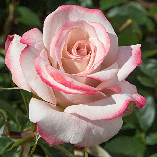 Heirloom Hybrid Tea Roses, Live Own Root Plant for Outdoor Garden, Pinkerbelle™, Exceptionally Fragrant, Hardiness Zones: 5-9, Repeat Blooming