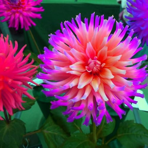 Dahlia Bulbs Mix for Planting Now UK,Hardy Perennial,Wedding Flowers,Dahlia tubers Bulk,Strong Plants That Grow Well,Beauty of Garden,Gift Ready-4bulbs-D
