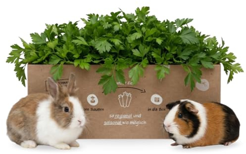 Frische Petersilie glatt 1 kg für Kleintiere & Nager – Naturbelassenes Frischfutter & Kleintierfutter für Kaninchen, Meerschweinchen & Hasen – Kräuterfutter 1 kg Glatte Petersilie