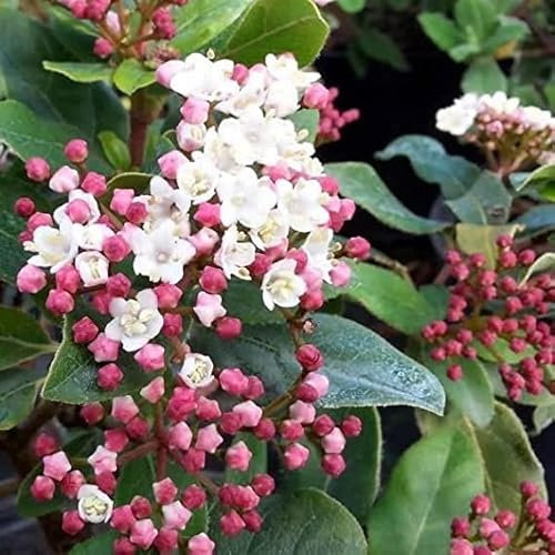 Meredith Nurseries Viburnum Tinus Eve Evergreen Hardy Shrub Garden Plant 9cm Pots (1)