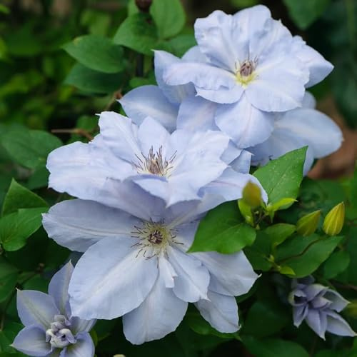 clematis, hochbeet hängepflanzen balkon winterhart seltene wohnzimmer deko, winterharte kübelpflanzen 120samen
