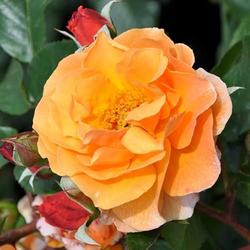 Strauchrose „Arabia (Premium) - dunkelorange blühende Topfrose im 6 L Topf - frisch aus der Gärtnerei - Pflanzen-Kölle Gartenrose