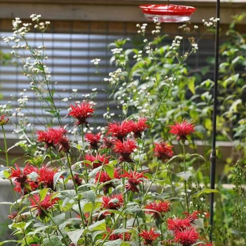 indianernessel bonsai blumendeko blumensamen mehrjährig winterhart gartenpflanzen exotische stauden bodendecker garden kräutersamen wildblumen 300samen