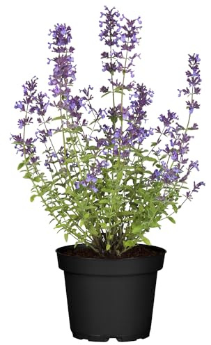 GARTEN SCHLÜTER® Lavendelblaue Katzenminze (Nepeta faassenii) - 3 Stück