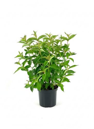 Weigela 'Bristol Ruby' 40-60 cm – Winterhart, Mehrjährig, Pflegeleicht – Weigelie – Blütenstrauch für Hecke & Beet