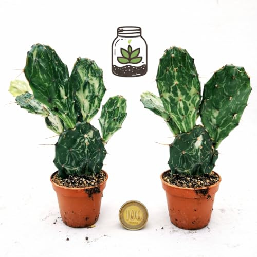 OPUNTIA MONACANTHA VARIEGATA, FICO D'INDIA MICRO, vaso 5,5 cm, piante vere