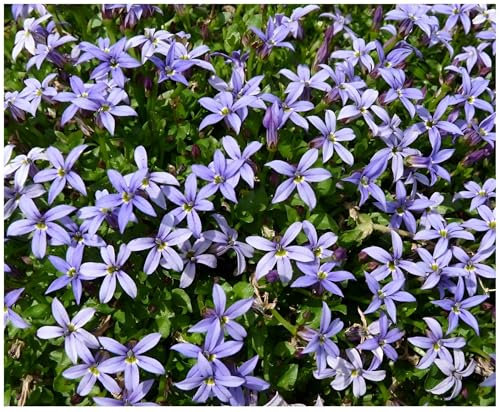 Stauden Gänge 3 x Isotoma fluviatilis 'Country Park' (Winterhart/Staude/Bodendecker/Mehrjährig/Stauden) Blauer Bubikopf/Gaudich - Dauerblüher - Teppiche aus dunkeln Blau - Rasenersatz
