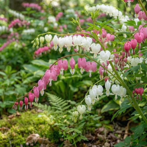 Dicentra White & Pink Mix - 4 Pflanzen Mehrjährig Winterhart - Duftende Riesen-Zierlauch Giganteum - Echte Pflanzen aus Holland für Garten und Topf (kein Samen, keine Zwiebeln, nicht künstlich)