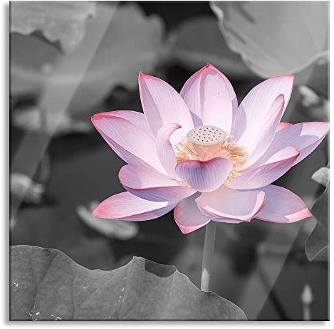 Pixxprint Glasbild, Wandbild auf Echtglas, Rosa blühender Lotus Nahaufnahme B&W Detail, 70x70 cm, inkl. Aufhängung und Abstandshalter