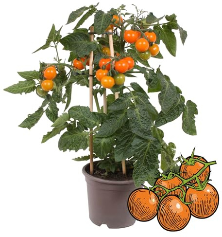 Orange Kirschtomate Cherrytomate Pflanze mit vielen Früchten für Balkon und Garten 14cm Topf Gemüse-To-Go