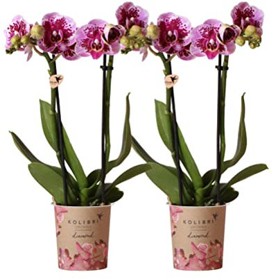 Kolibri Orchids | COMBI DEAL von 2 rosa lila Phalaenopsis Orchideen - El Salvador - Topfgröße Ø9cm | blühende Zimmerpflanze - frisch vom Züchter