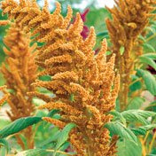 Golden gigante Amaranto 150 Semillas - Fiore/Veggie