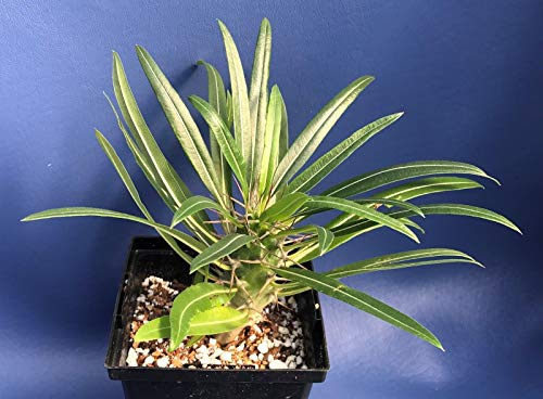 PLAT FIRM Semi di Germinazione: Pachypodium Mikea en una maceta de 4 pulgadas, semillas extraídas suculentas
