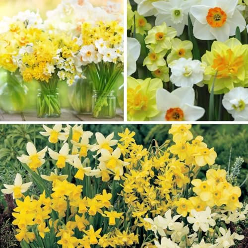 Narcissus 'Miniature Mixed' Daffodil Bulbs – Hardy Compact Varieties with Bright Yellow Blooms – Ideal for Borders, Containers & Naturalizing – 20 Bulb Pack by Thompson and Morgan
