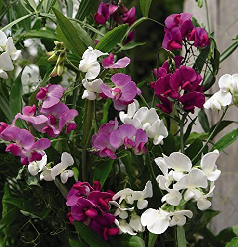 Lathyrus Latifolius Garden Plant Hardy Perennial Flowering Garden Plants Easy to Grow Your Own 1x Seed Packet by Thompson and Morgan.