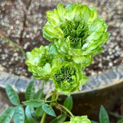 Rosenbaum - alte sorten balkonpflanzen für sonnige plätze stauden winterhart mehrjährig steingartenpflanzen winterhart gartendeko für draußen sträucher gartenpflanzen blumensamen 35Samen
