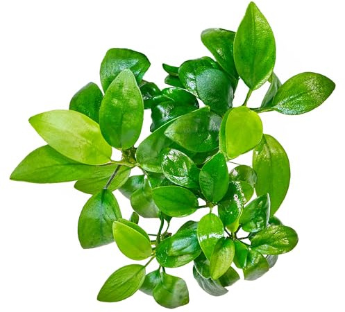 Anubias barteri var. nana - Zwergspeerblatt - in vitro XL - 8,5cm Becher | Eine pflegeleichte Pflanze für das Aquarium, die auch für Anfänger geeignet ist. Eine ideale Pflanze für das Nano Aquarium.