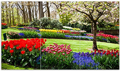 Wallario Herdabdeckplatte/Spritzschutz aus Glas, 3-teilig, 90x52cm mit 13mm hohen Füßen, für Ceran- und Induktionsherde, Bunte Blumen und Kirsch-Baum im Park blühen im Frühling