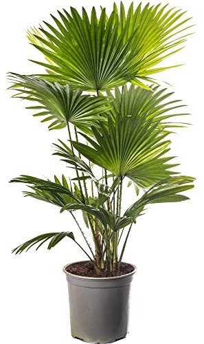 Livistona Fan Palm Large Indoor Tropical House Plant Real Evergreen Tall Plants (50-60cm Incl. Pot)