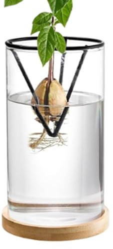 Generisch Kit de culture d'arbre d'avocat en verre transparent - Vase à graines d'avocat - Vase de démarrage avec base en bois - Vase de culture pour la maison, le magasin ou le balcon