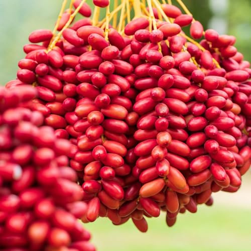 Semi di palma da datteri sapote, resistenti datteri fresca, esotiche resistenti in crescita giardino 90pcs