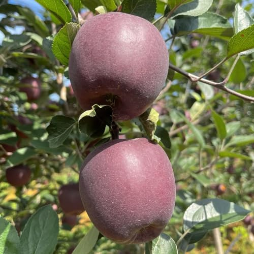 apfelbaum kaufen - winterhart mehrjährig garten dekoration exotische gewächshaus balkon hochbeet 500samen